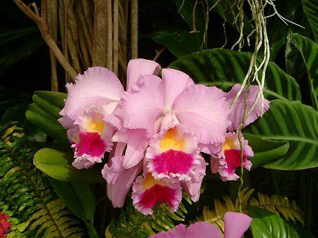 �J�g���A(Cattleya)