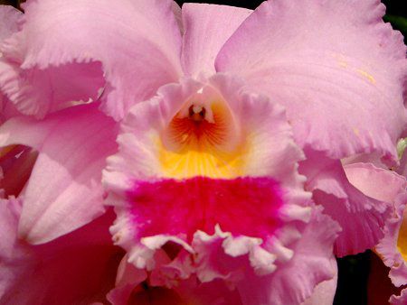 �J�g���A(Cattleya)