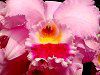 �J�g���A(Cattleya) 