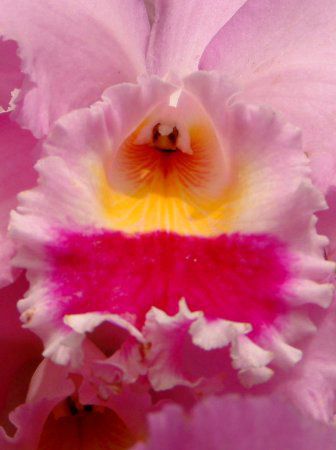 �J�g���A(Cattleya)