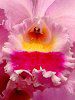�J�g���A(Cattleya) 