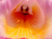 �J�g���A(Cattleya) 