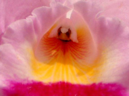 �J�g���A(Cattleya)