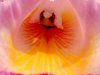 �J�g���A(Cattleya) 