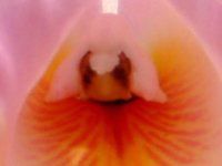 �J�g���A(Cattleya) 