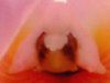 �J�g���A(Cattleya) 