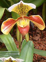 �p�t�B�I�y�f�B�����E�C���V�O�l(Paphiopedilum)