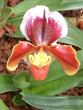 �p�t�B�I�y�f�B����(Paphiopedilum)