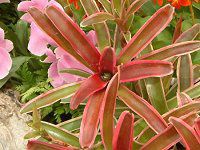 �l�I���Q���A �iNeoregelia�j