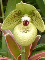 �p�t�B�I�y�f�B����(Paphiopedilum)