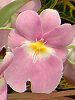 �~���g�j�A(Miltonia) 