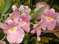�~���g�j�A(Miltonia)