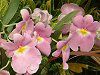 �~���g�j�A(Miltonia) 
