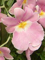 �~���g�j�A(Miltonia) 