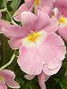 �~���g�j�A(Miltonia) 
