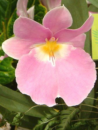 �~���g�j�A(Miltonia)