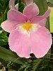 �~���g�j�A(Miltonia) 
