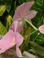 �~���g�j�A(Miltonia)