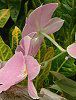 �~���g�j�A(Miltonia) 
