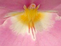 �~���g�j�A(Miltonia) 