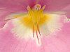 �~���g�j�A(Miltonia) 