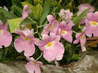 �~���g�j�A(Miltonia)