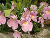 �~���g�j�A(Miltonia) 