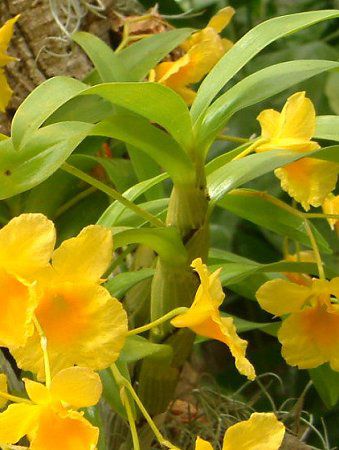 �f���h���r�E��(Dendrobium)