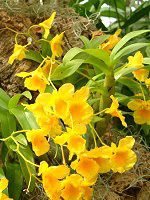 �f���h���r�E��(Dendrobium)