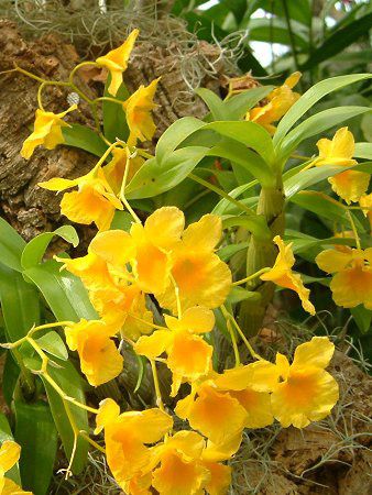 �f���h���r�E��(Dendrobium)