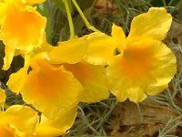 �f���h���r�E��(Dendrobium)