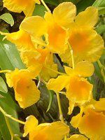 �f���h���r�E��(Dendrobium)