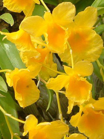 �f���h���r�E��(Dendrobium)