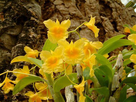 �f���h���r�E��(Dendrobium)