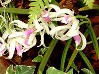 ���v�g�e�X�E�r�J���[(Leptotes bicolor)