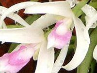 ���v�g�e�X�E�r�J���[�iLeptotes bicolor�j