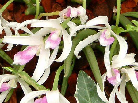 ���v�g�e�X�E�r�J���[(Leptotes bicolor)