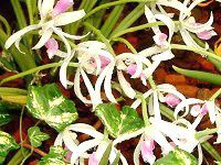 ���v�g�e�X�E�r�J���[(Leptotes bicolor)