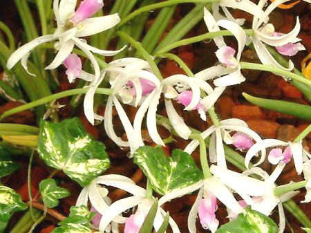 ���v�g�e�X�E�r�J���[(Leptotes bicolor)
