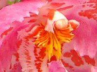�I�h���`�I�_�E�}���[�E�m�G���e�x���m'