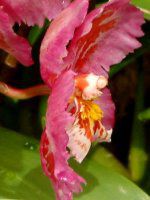 �I�h���`�I�_�E�}���[�E�m�G���e�x���m'