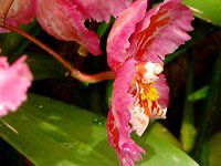 �I�h���`�I�_�E�}���[�E�m�G���e�x���m'