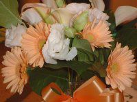 �K�[�x��(Gerbera)