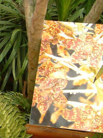 �^�C�K�[�I�[�L�b�h(Tiger Orchid)