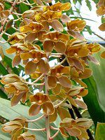 �^�C�K�[�I�[�L�b�h(Tiger Orchid)