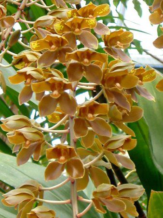 �^�C�K�[�I�[�L�b�h(Tiger Orchid)