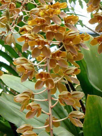 �^�C�K�[�I�[�L�b�h(Tiger Orchid)