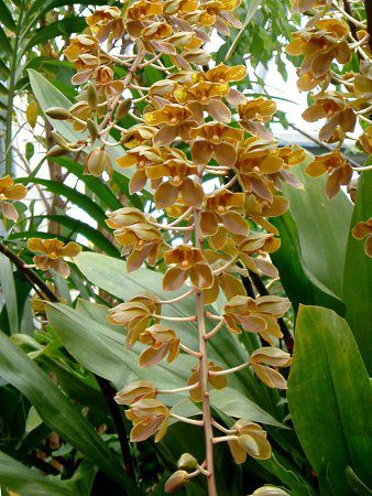 �^�C�K�[�I�[�L�b�h(Tiger Orchid)