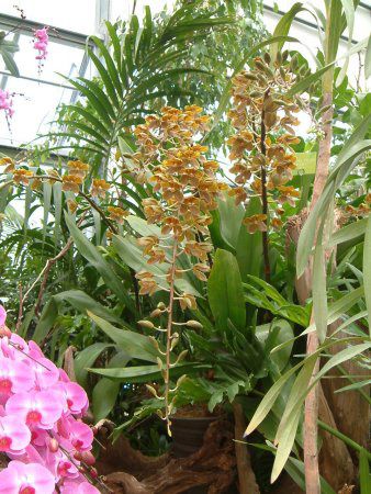 �^�C�K�[�I�[�L�b�h(Tiger Orchid)