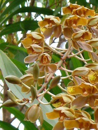 �^�C�K�[�I�[�L�b�h(Tiger Orchid)